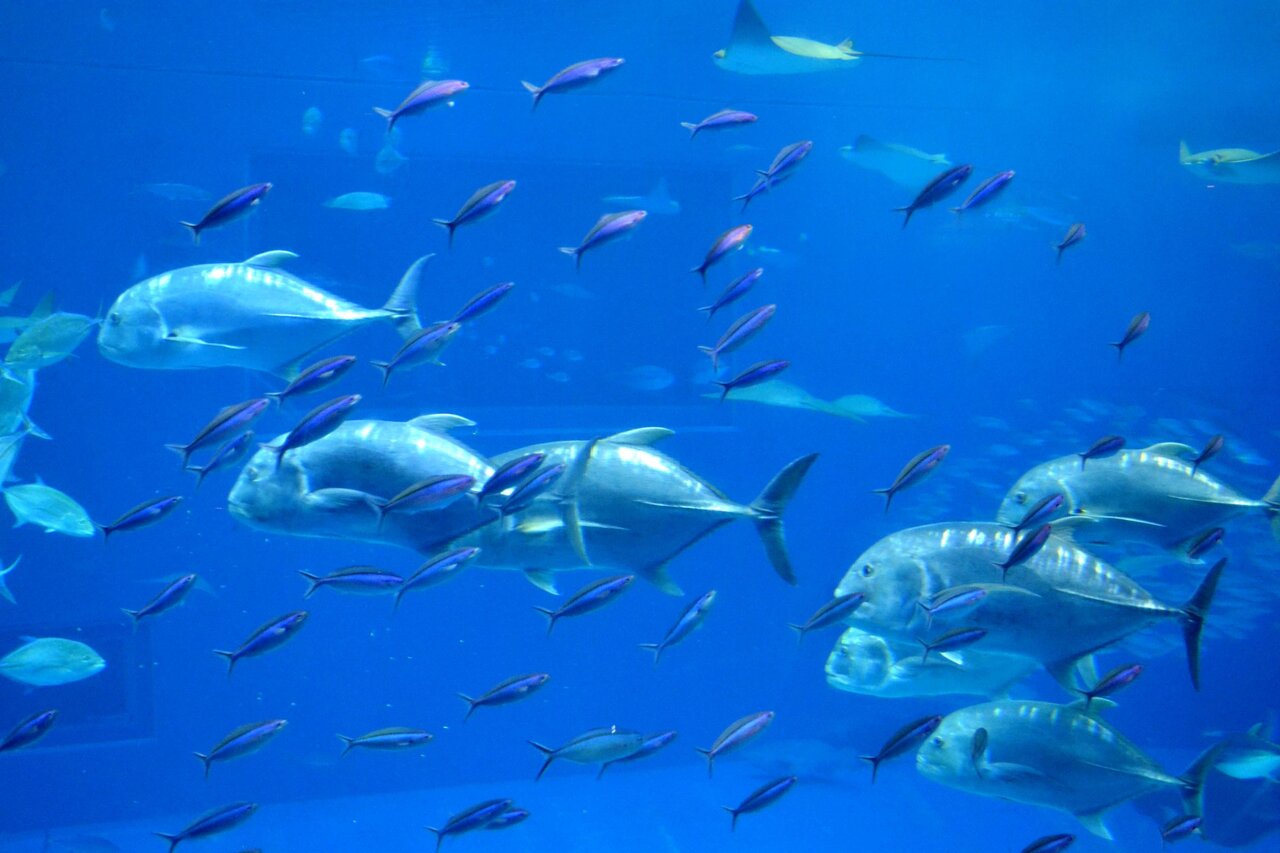 食べたい知りたい語りたい…魚の基本と雑学|専門家に聞いた「魚にまつわる20の質問」 | 一個人:公式WEBサイト