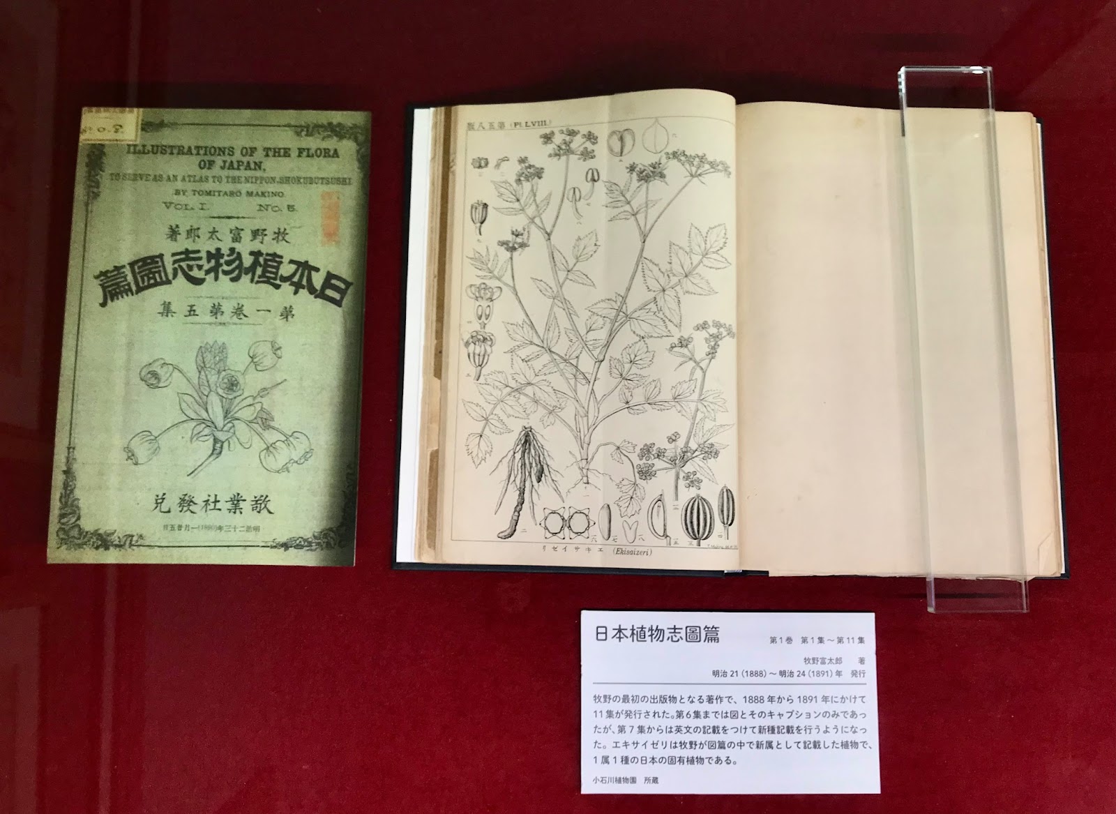 理系の旅＞ 牧野富太郎がいた小石川植物園の魅力 | 一個人：公式WEBサイト