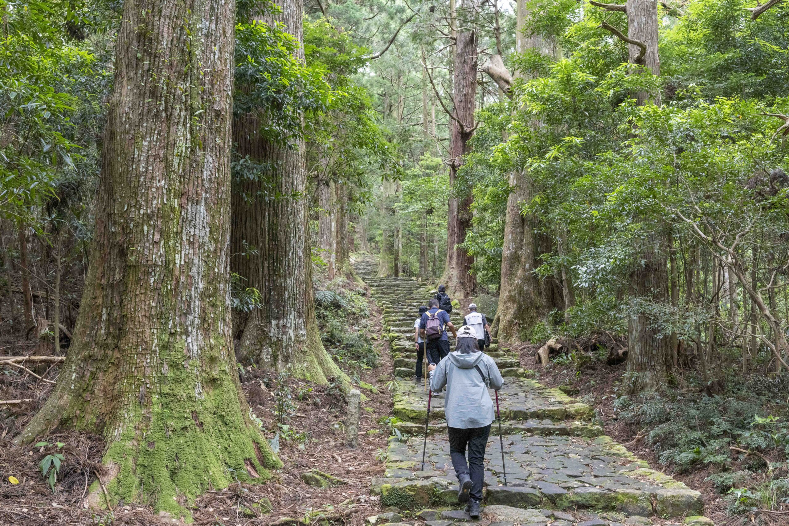 熊野 古道 パック コレクション