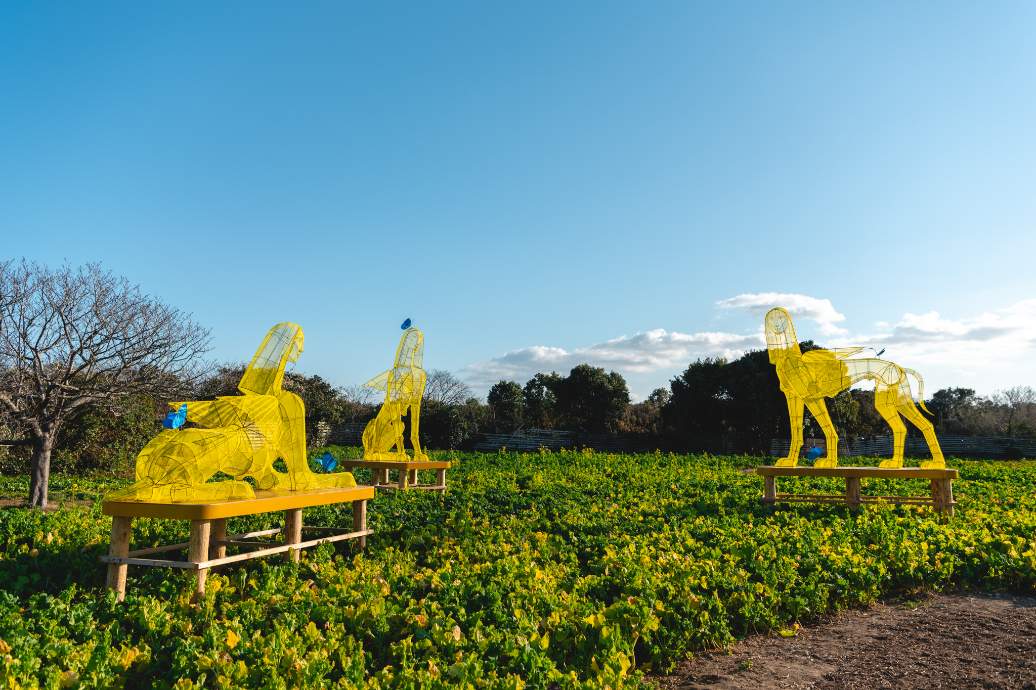 渥美半島菜の花まつり」開催中！菜の花畑で出会う、幸せを呼ぶ